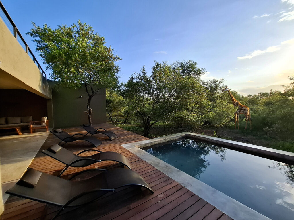 pool-girafe2